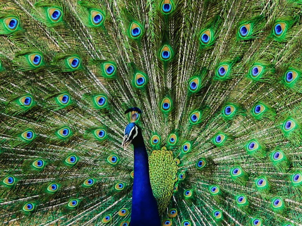 A Peacock with it's tail raised showing off it's feathers.